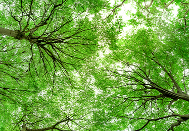 自然由来の成分をたっぷり配合