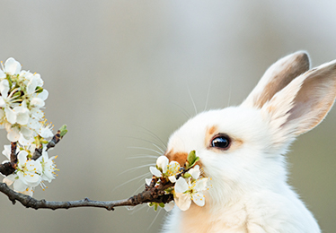 希少な動植物由来成分「U3（ウサギ・ウマ・ウシ）」を配合