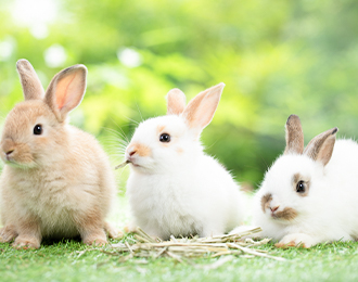 希少な動植物由来成分「U3(ウサギ・ウマ・ウシ)」を配合